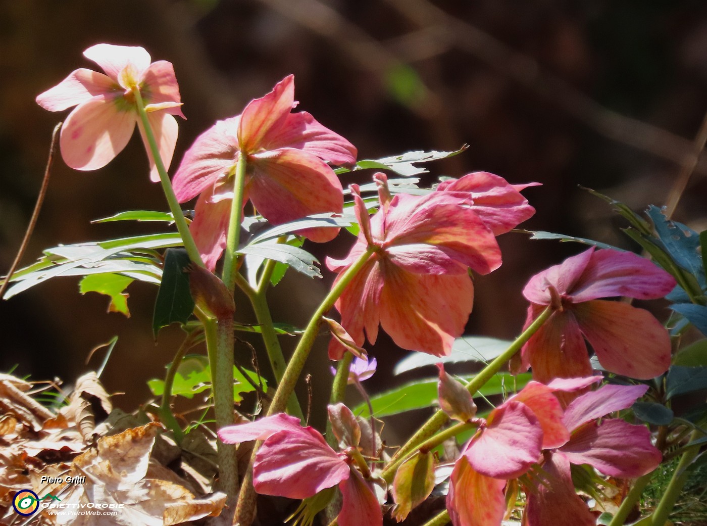 67 Helleborus niger (Ellebori in fiore).JPG